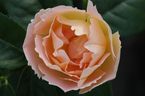 Rosier Coniston (Comtes de Champagne)